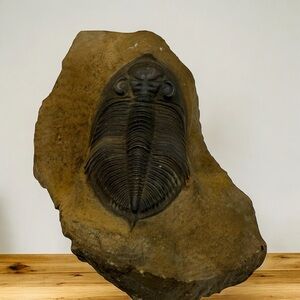 TRILOBITE FOSSIL REPLICA – REALISTIC PALEONTOLOGY DISPLAY PIECE